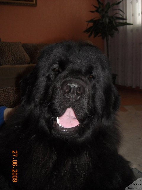 Фото: ньюфаундленд Ermak iz Carstva Medvedey (Ермак из Царства Медведей)