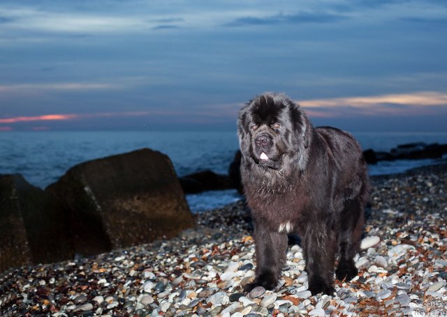 Фото: ньюфаундленд Potap Fidel' (Потап Фидель)