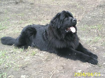Фото: ньюфаундленд Dobryinya Nikitich iz Tihogo Omuta (Добрыня Никитич из Тихого Омута)