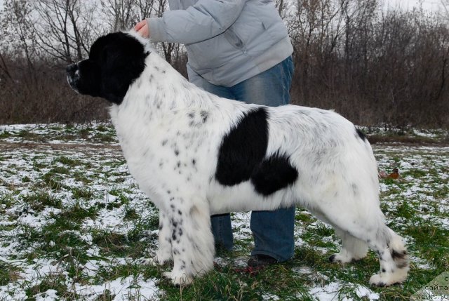 Фото: ньюфаундленд Kloofbears Lancelot for Sent Djons