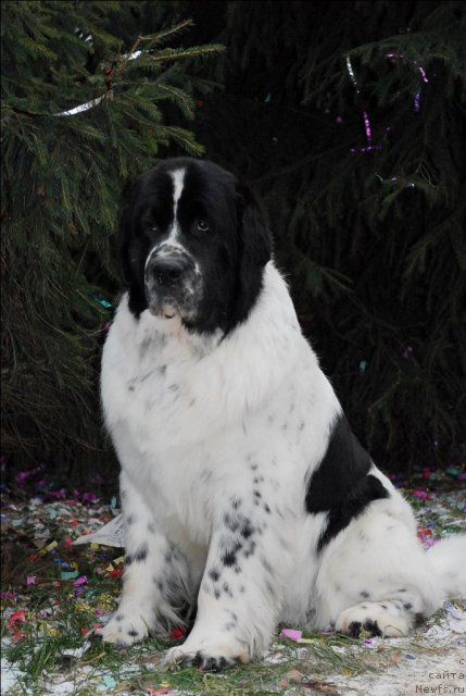 Фото: ньюфаундленд Kloofbears Lancelot for Sent Djons
