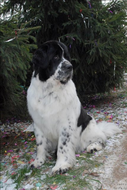 Фото: ньюфаундленд Kloofbears Lancelot for Sent Djons