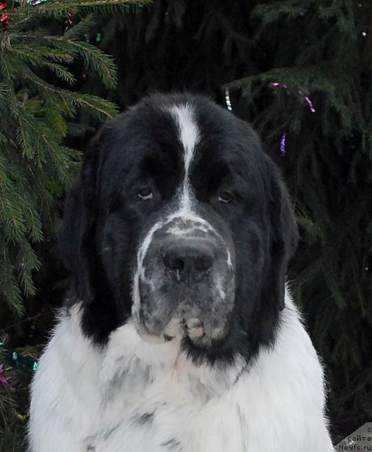 Фото: ньюфаундленд Kloofbears Lancelot for Sent Djons