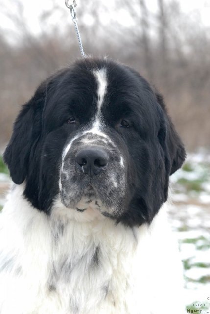 Фото: ньюфаундленд Kloofbears Lancelot for Sent Djons