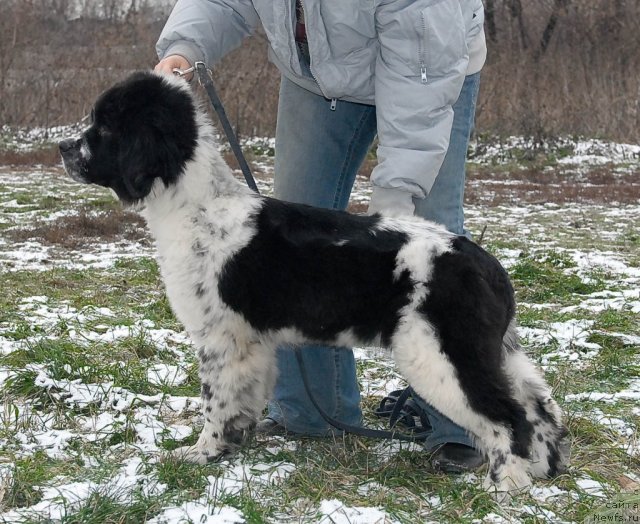 Фото: ньюфаундленд Sent Djons Faberge Collection (Сент Джонс Фаберже Коллекшен)