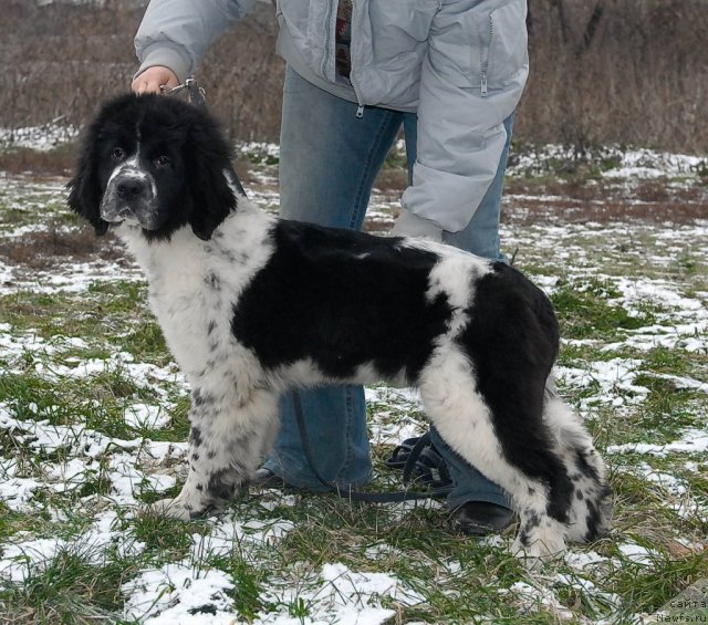 Фото: ньюфаундленд Sent Djons Faberge Collection (Сент Джонс Фаберже Коллекшен)