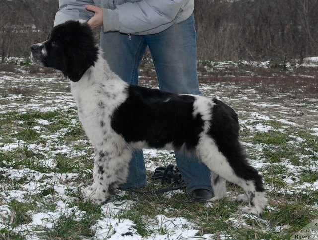 Фото: ньюфаундленд Sent Djons Faberge Collection (Сент Джонс Фаберже Коллекшен)