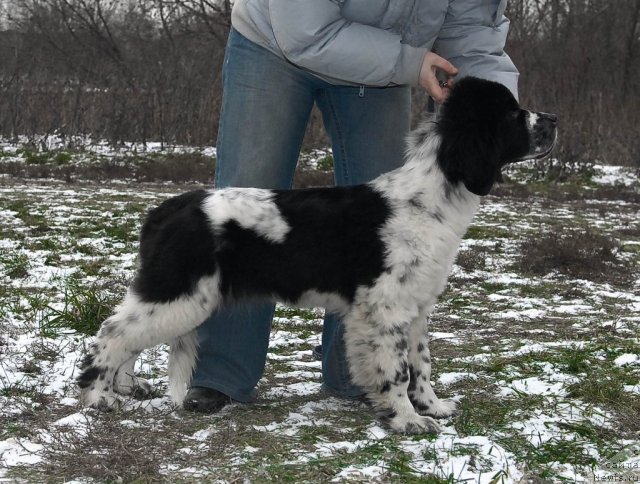 Фото: ньюфаундленд Sent Djons Faberge Collection (Сент Джонс Фаберже Коллекшен)