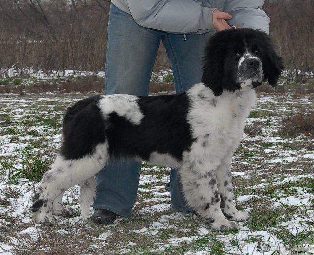 Фото: ньюфаундленд Sent Djons Faberge Collection (Сент Джонс Фаберже Коллекшен)