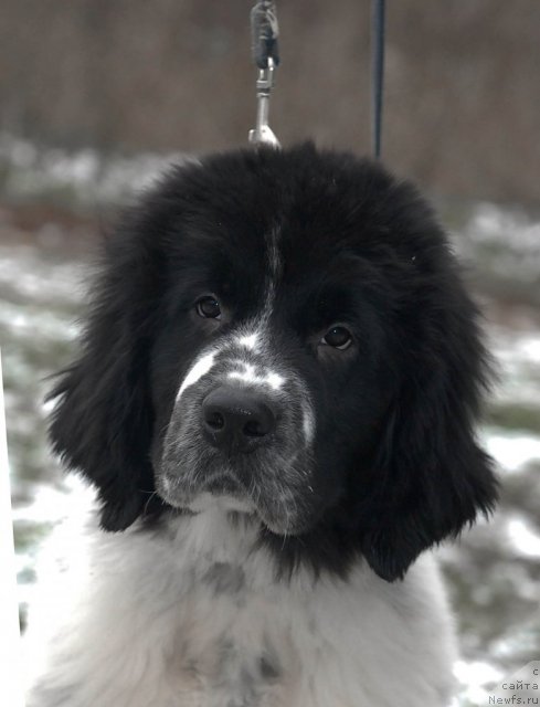 Фото: ньюфаундленд Sent Djons Faberge Collection (Сент Джонс Фаберже Коллекшен)