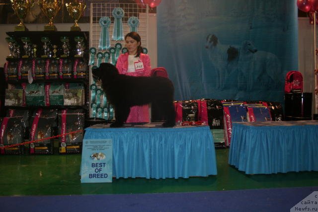 Фото: ньюфаундленд Ih Visochestvo Viola Zhanmonika (Их Высочество Виола Жанмоника)