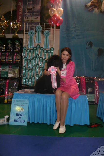 Фото: ньюфаундленд Ih Visochestvo Viola Zhanmonika (Их Высочество Виола Жанмоника)