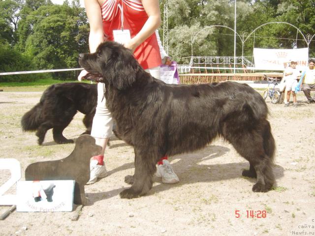 Фото: ньюфаундленд Smigar Evropa Plyus (Смигар Европа Плюс)