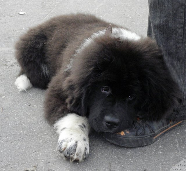Фото: ньюфаундленд Starbimovlav Gardemarin (Старбимовлав Гардемарин)