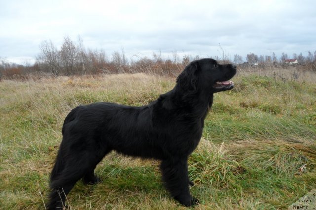 Фото: ньюфаундленд Atlantika Vindz Rouz (Атлантика Виндз Роуз)