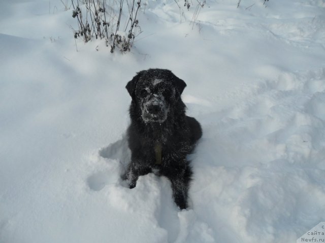 Фото: ньюфаундленд Atlantika Vindz Rouz (Атлантика Виндз Роуз)