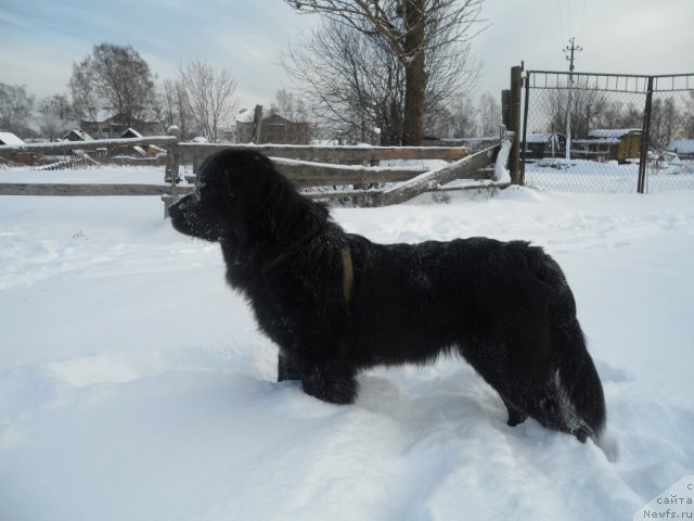 Фото: ньюфаундленд Atlantika Vindz Rouz (Атлантика Виндз Роуз)