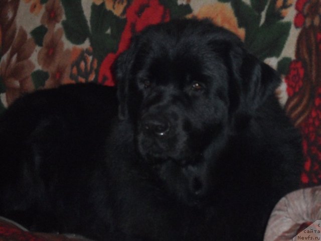 Фото: ньюфаундленд Atlantika Vindz Rouz (Атлантика Виндз Роуз)