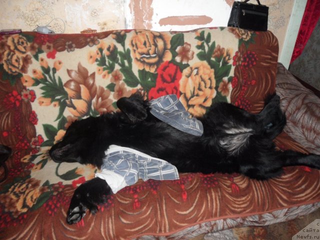 Фото: ньюфаундленд Atlantika Vindz Rouz (Атлантика Виндз Роуз)