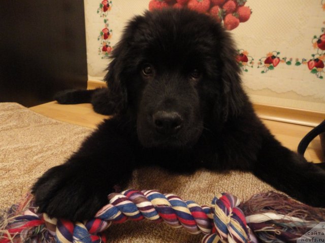 Фото: ньюфаундленд Smigar Vasabi Boy (Смигар Васаби Бой)