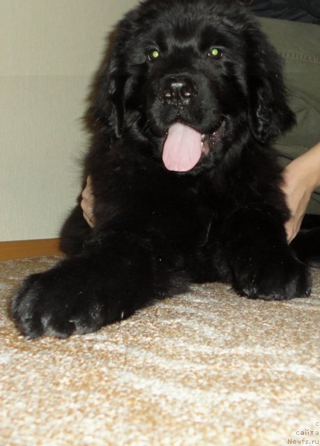 Фото: ньюфаундленд Smigar Vasabi Boy (Смигар Васаби Бой), ньюфаундленд Smigar Vasabi Boy (Смигар Васаби Бой)