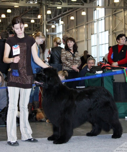 Фото: ньюфаундленд Arh B'yuti Oksi Svet (Арх Бьюти Окси Свет)