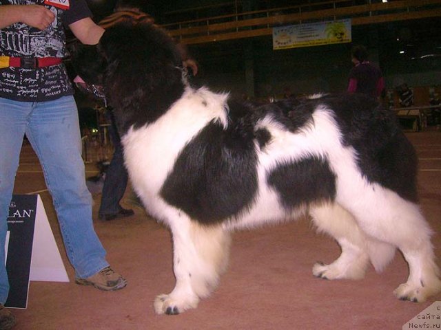 Фото: ньюфаундленд Super Premium Zhodo Ferolli (Супер Премиум Жодо Феролли)