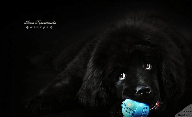 Фотография № 54501