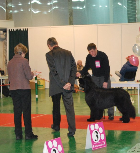 Фото: ньюфаундленд Flagman ot Sibirskogo Medvedja (Флагман от Сибирского Медведя)