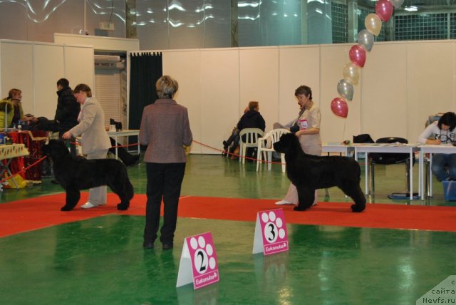 Фото: ньюфаундленд Marfa Dlja Tihogo Omuta iz Plemeni Kedra (Марфа для Тихого Омута из Племени Кедра)