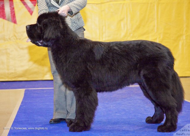 Фото: ньюфаундленд Beguschaya po Volnam Sun in My Hand (Бегущая по Волнам Сун ин Му Ханд)