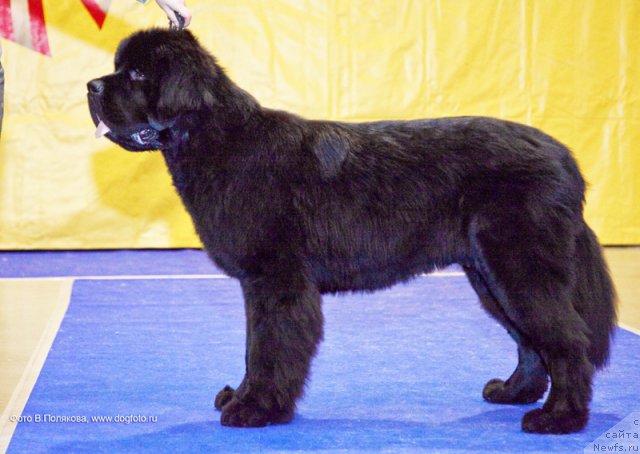 Фотография № 54509