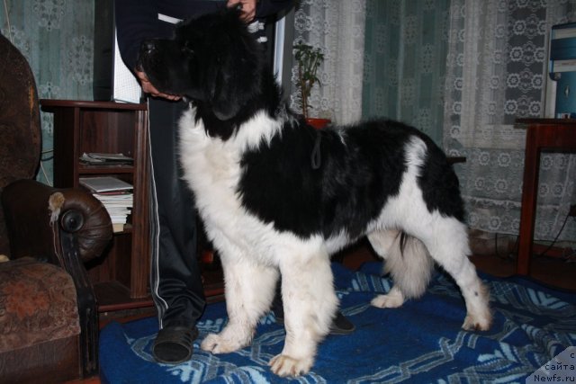 Фотография № 54510