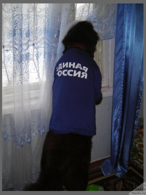 Фото: ньюфаундленд CHernyiy SHarm Abrikosovaya Karamel' (Черный Шарм Абрикосовая Карамель)