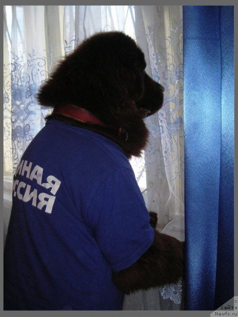 Фото: ньюфаундленд CHernyiy SHarm Abrikosovaya Karamel' (Черный Шарм Абрикосовая Карамель)