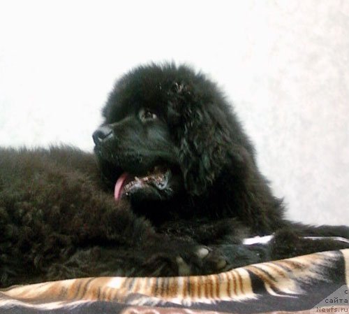 Фото: ньюфаундленд Beher YUlius Gold (Бехер Юлиус Голд)