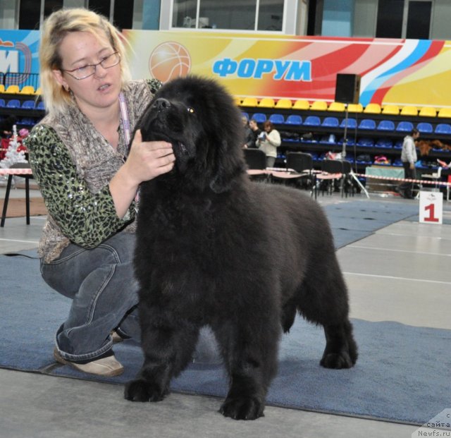 Фото: ньюфаундленд Ih Vyisochestvo Glamur Dodji (Их Высочество Гламур Доджи), Ol'ga Trapeznikova (Ольга Трапезникова)