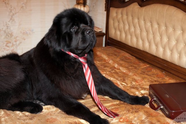 Фото: ньюфаундленд Potap Fidel' (Потап Фидель)