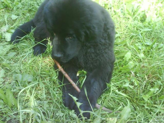 Фото: ньюфаундленд CHelendjer (Челенджер)