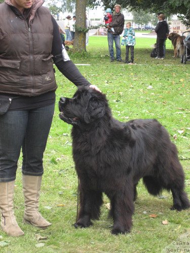 Фото: ньюфаундленд Zanellon Sunrise Girl, Paivi Tahtinen (Паиви Тахтинен)
