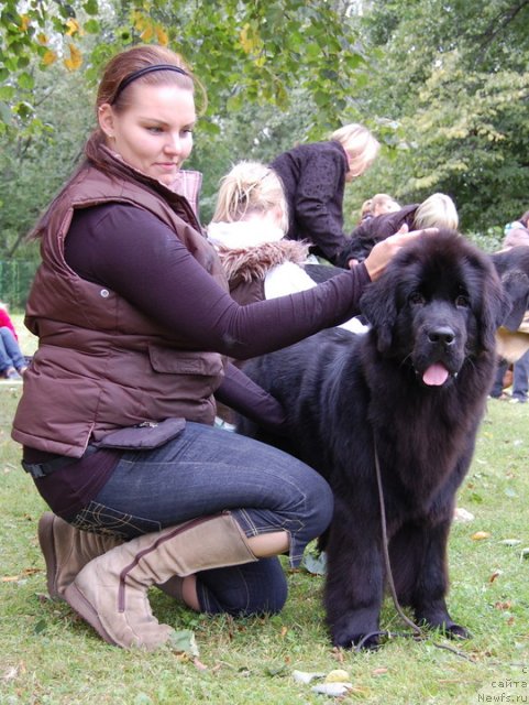 Фото: ньюфаундленд Zanellon Hot Heluna, Paivi Tahtinen (Паиви Тахтинен)