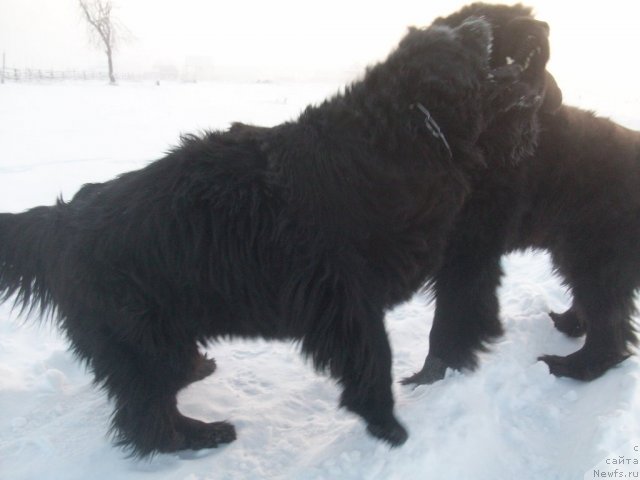 Фото: ньюфаундленд Karat iz Medvejyego Yara (Карат из Медвежьего Яра)