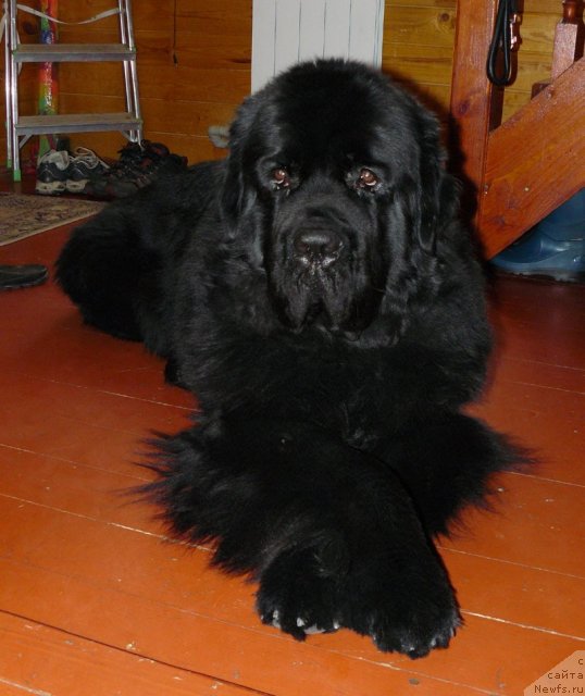 Фото: ньюфаундленд Pchiolkin Dom Veniamin (Пчёлкин Дом Вениамин)