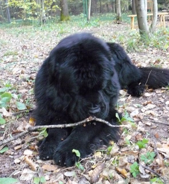 Фото: ньюфаундленд Pchiolkin Dom Veniamin (Пчёлкин Дом Вениамин)