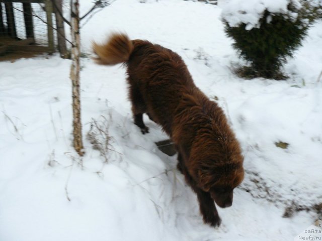 Фото: ньюфаундленд Maritsa s Berega Dona for Pchiolkin Dom (Марица с Берега Дона для Пчёлкиного Дома)