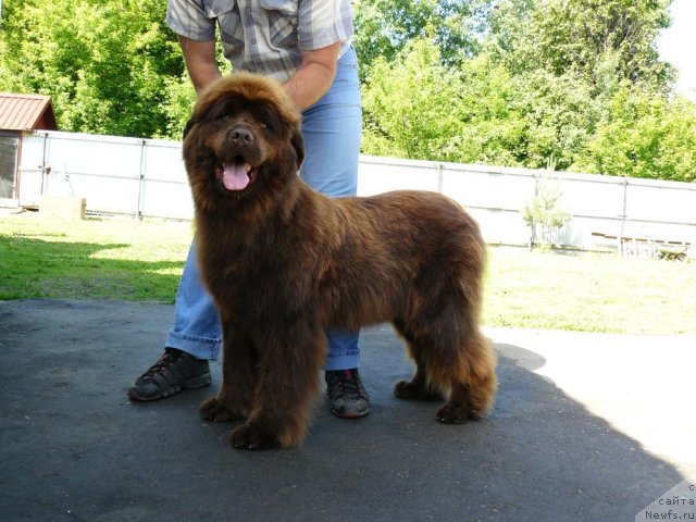 Фото: ньюфаундленд Maritsa s Berega Dona for Pchiolkin Dom (Марица с Берега Дона для Пчёлкиного Дома)