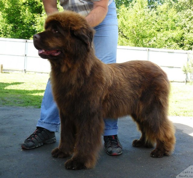 Фото: ньюфаундленд Maritsa s Berega Dona for Pchiolkin Dom (Марица с Берега Дона для Пчёлкиного Дома)