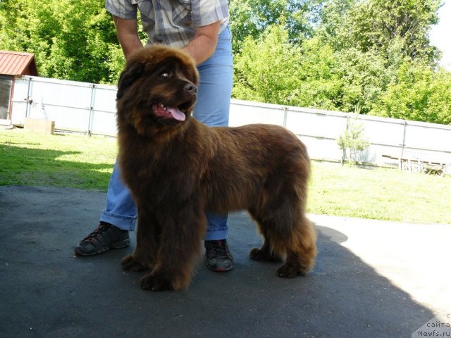 Фото: ньюфаундленд Maritsa s Berega Dona for Pchiolkin Dom (Марица с Берега Дона для Пчёлкиного Дома)