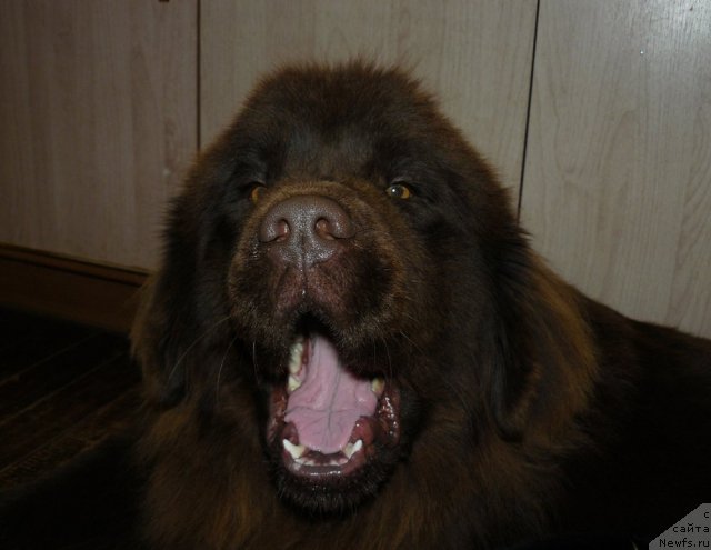 Фото: ньюфаундленд Maritsa s Berega Dona for Pchiolkin Dom (Марица с Берега Дона для Пчёлкиного Дома)