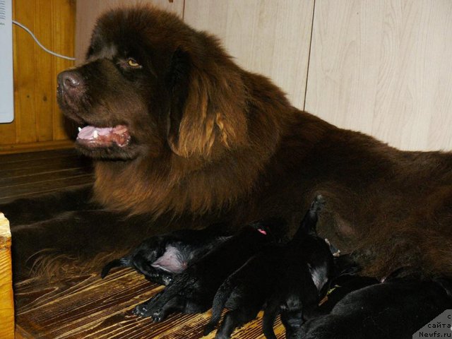 Фото: ньюфаундленд Maritsa s Berega Dona for Pchiolkin Dom (Марица с Берега Дона для Пчёлкиного Дома)